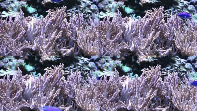 蓝珊瑚1-高清30P