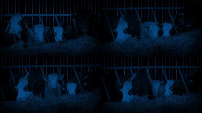 母牛在黑暗中的农场棚子里觅食