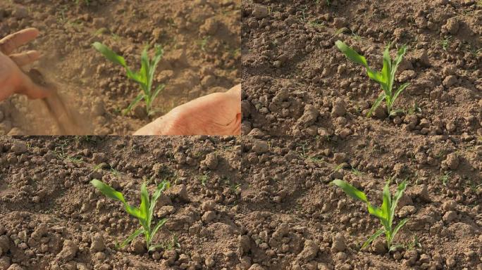 玉米地的干燥土壤