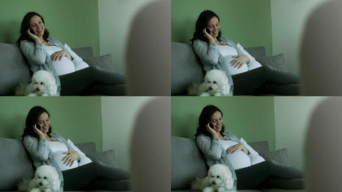 怀孕的年轻女子，狗坐在沙发上，在家打电话