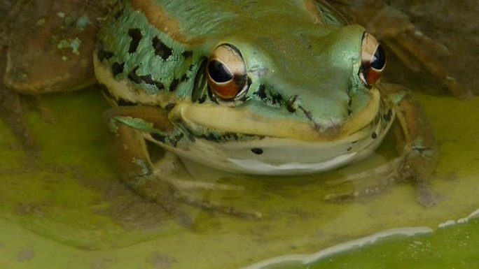 绿色青蛙呱呱青蛙特写