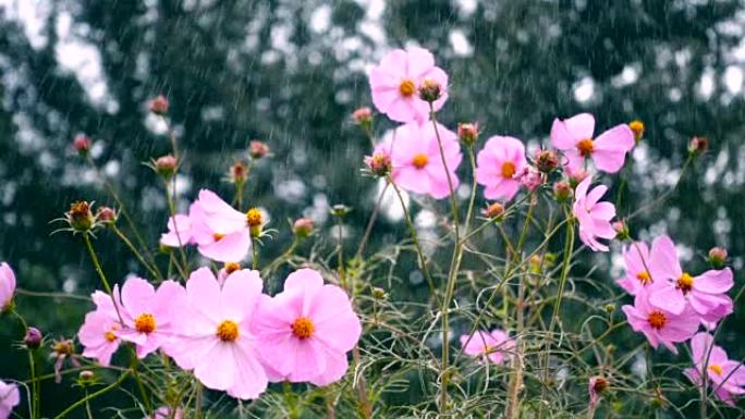 慢动作，雨中开花