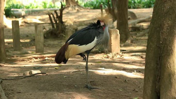 灰冠鹤