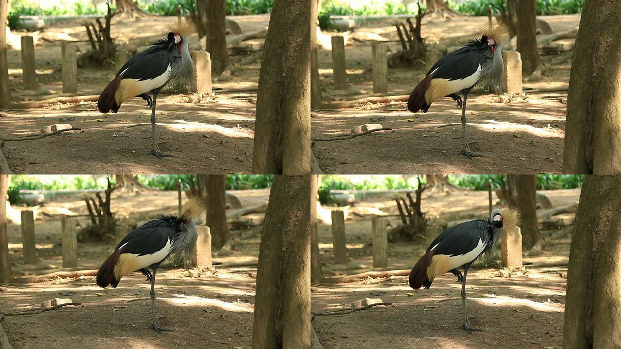 灰冠鹤