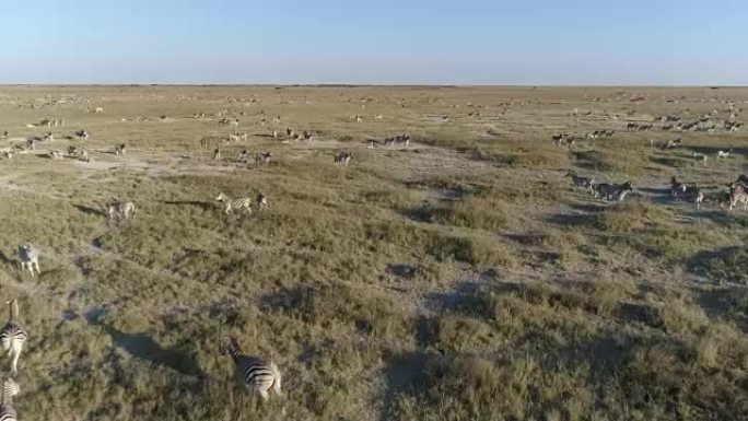 在博茨瓦纳广阔的Makgadikgadi草原上迁徙的一大群斑马的近距离空中飞行