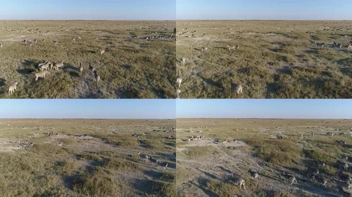 在博茨瓦纳广阔的Makgadikgadi草原上迁徙的一大群斑马的近距离空中飞行