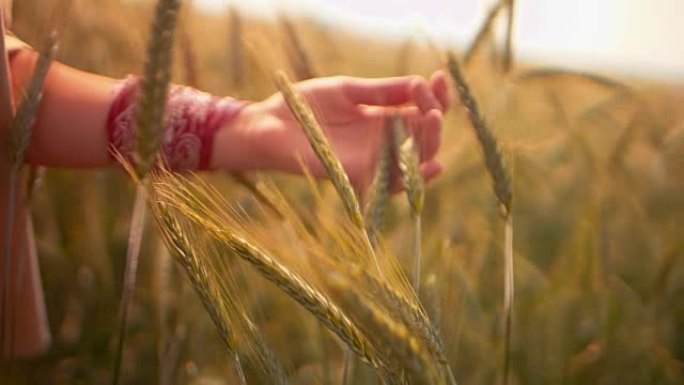 女农民在田间检查小麦作物的疾病
