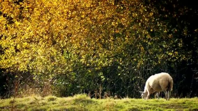绵羊在金色的阳光下在树附近吃草