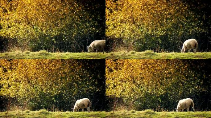 绵羊在金色的阳光下在树附近吃草