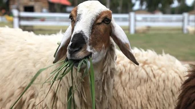 绵羊正在吃草