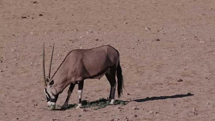 4K Gemsbok/Oryx以野生tsamma瓜为食，这是干旱时期重要的水分来源