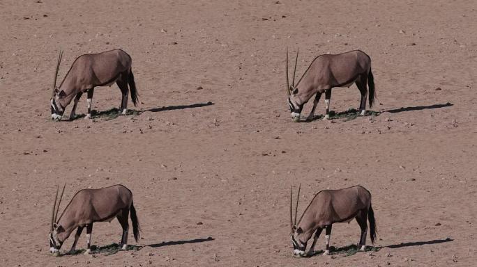 4K Gemsbok/Oryx以野生tsamma瓜为食，这是干旱时期重要的水分来源
