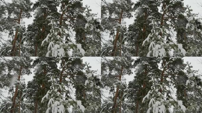 积雪覆盖树木的冬季松树林中降雪。