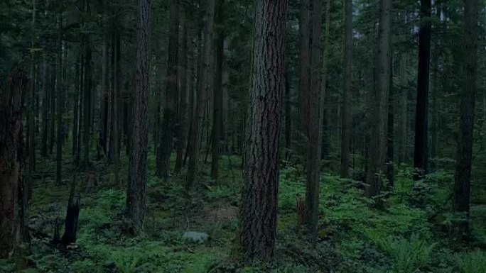黄昏时在树林里飞上高大的树木
