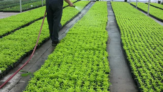 给作物浇水绿色有机食品农业种植业温室大棚