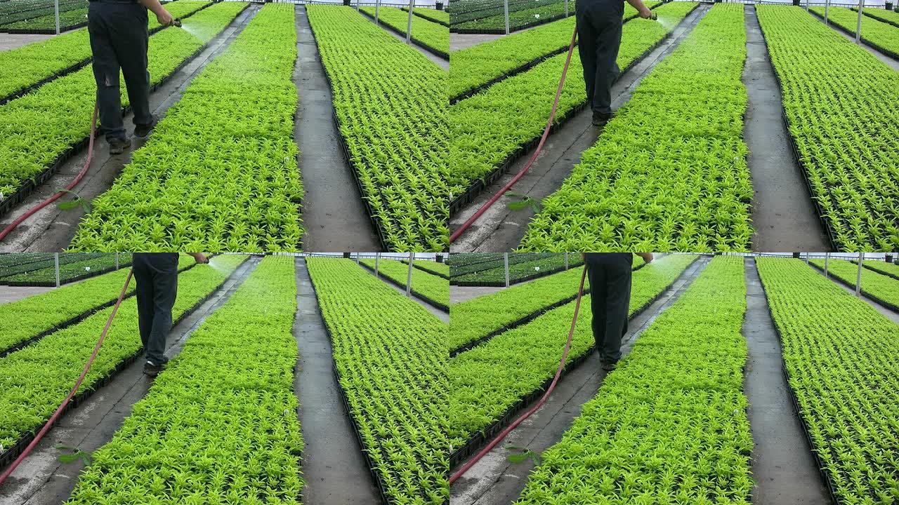 给作物浇水绿色有机食品农业种植业温室大棚