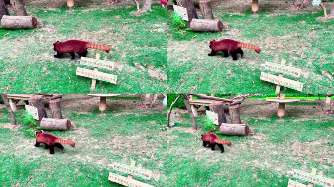 4K野生动物小熊猫小浣熊3