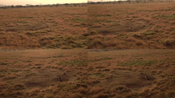 特写: 鬣狗躺在野生动物园的萨凡纳短草地上，嚎叫