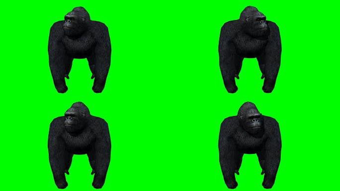 大猩猩绿色屏幕 (可循环)