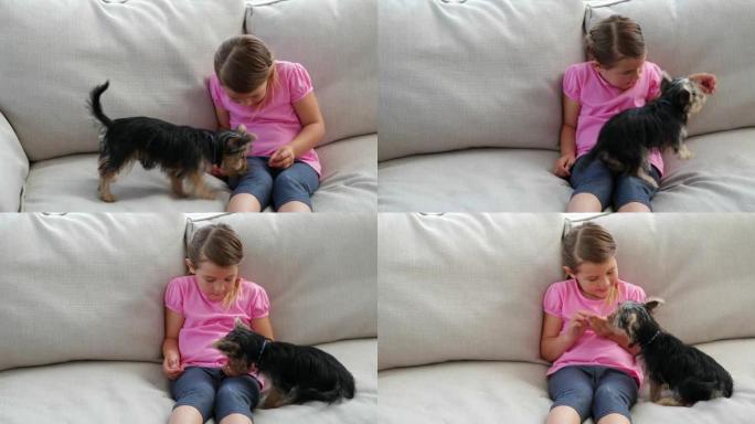 可爱的小女孩玩约克夏犬小狗