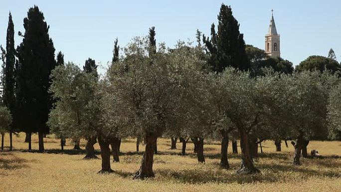 以色列的橄榄树以色列的橄榄树