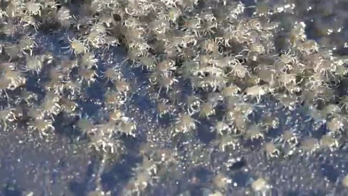 特写，宏观: 成千上万的令人毛骨悚然的巴厘岛小海蟹在岩石上爬行