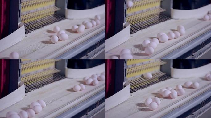 在巨大的家禽养殖场中生产鸡蛋