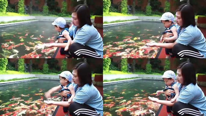高清: 母子假日活动喂养锦鲤鱼。