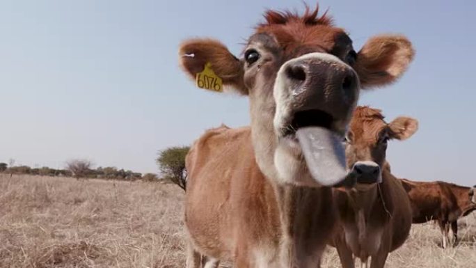 滑稽的泽西牛伸出舌头的特写镜头