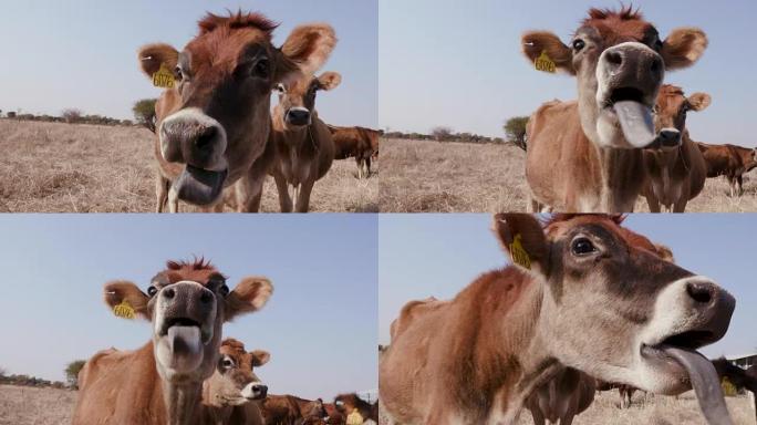滑稽的泽西牛伸出舌头的特写镜头