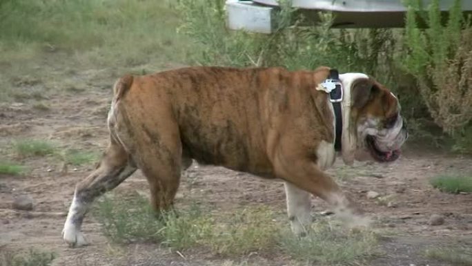 高清1080i斗牛犬2