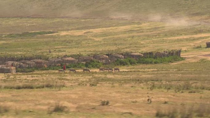 空中: 非洲牧场上美丽的马赛村庄和部落放牧动物