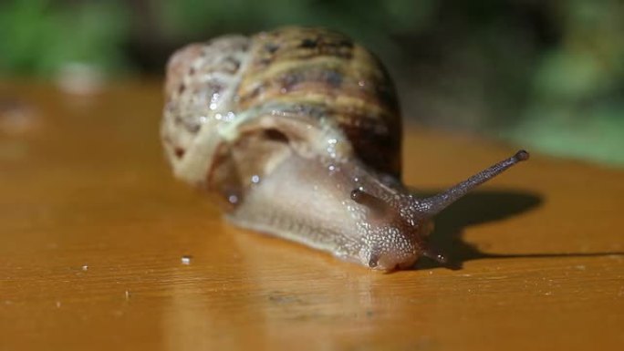 在桌子上跑得很快的蜗牛