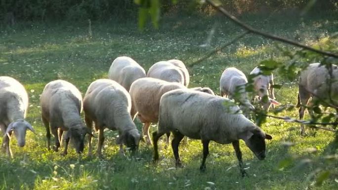 HD：在草地上吃羊
