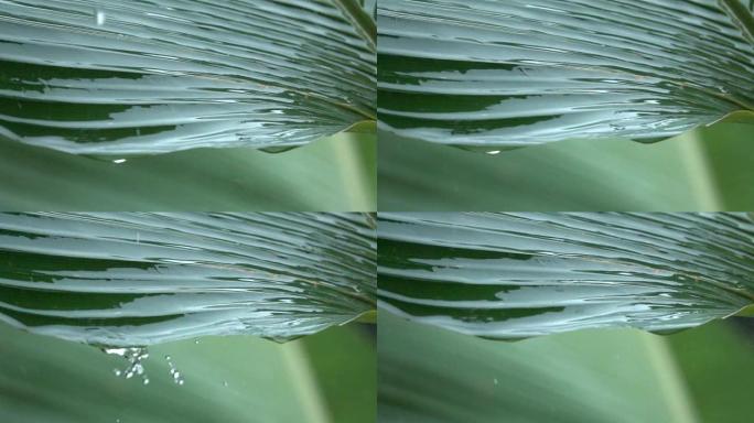 MACRO:雨中雨滴落在郁郁葱葱的棕榈树叶上的细节