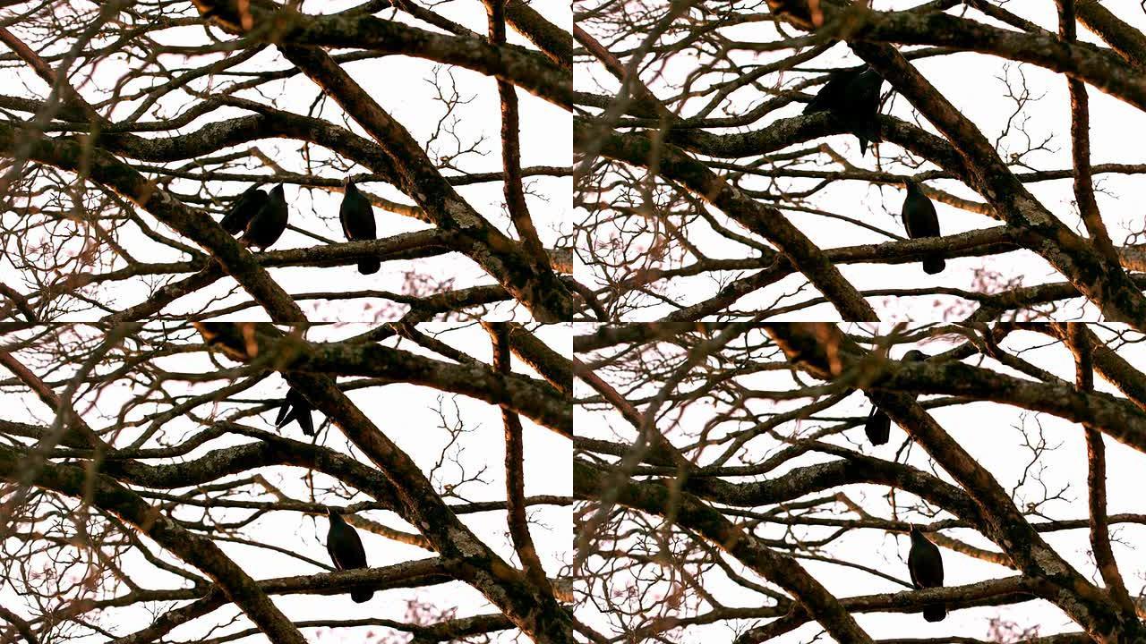 乌鸦飞到树上