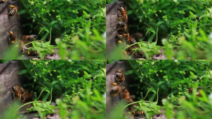 蜜蜂飞翔的视频