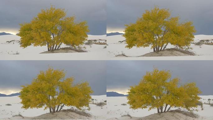 广阔沙漠山谷中的黄色秋天孤树