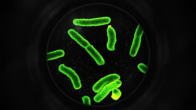 显微镜下的细菌-绿色