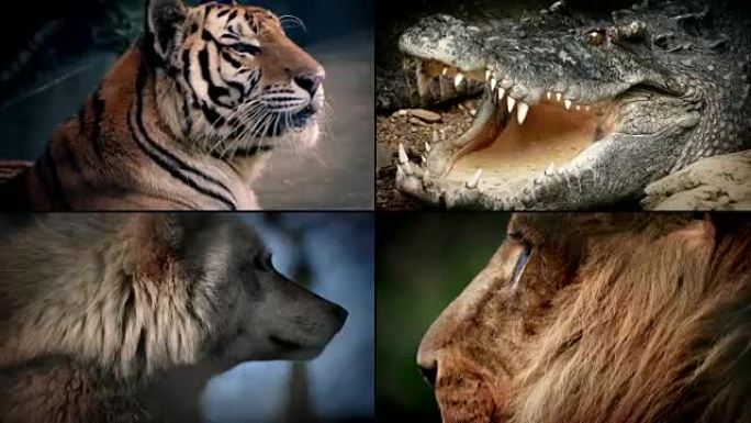危险动物蒙太奇-狮子，鳄鱼，老虎，狼