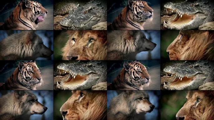 危险动物蒙太奇-狮子，鳄鱼，老虎，狼