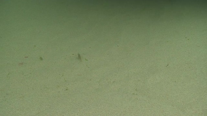 沙质海底虾