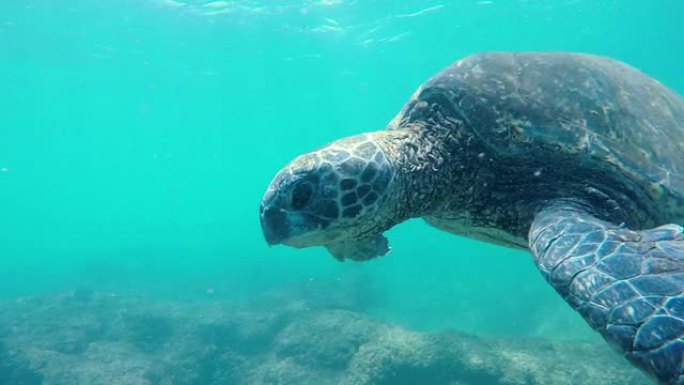 夏威夷绿海龟在水下游泳。