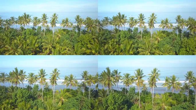 空中: 郁郁葱葱的棕榈树丛林，俯瞰着蔚蓝的大海和沙滩