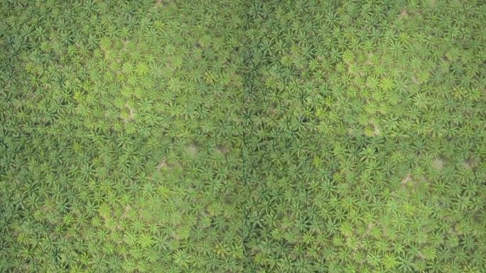 空中: 无尽的棕榈树种植园遍布风景如画的绿色景观。