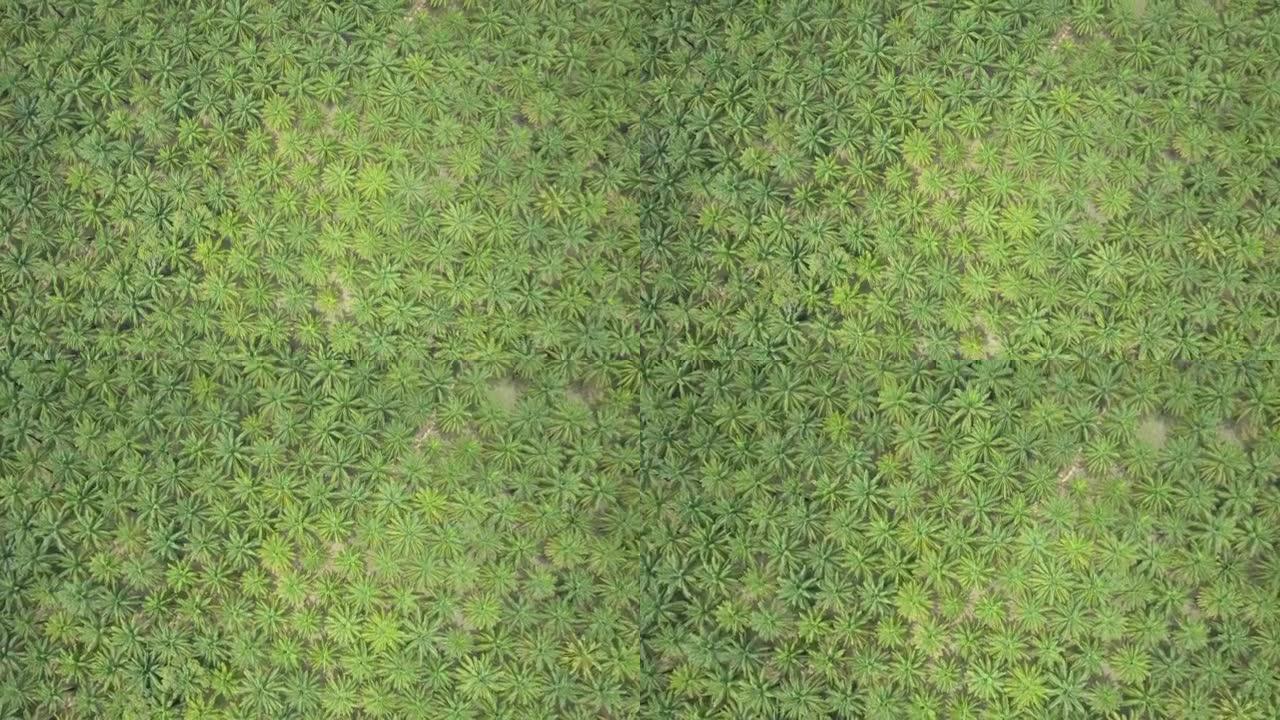 空中: 无尽的棕榈树种植园遍布风景如画的绿色景观。