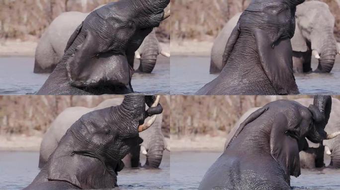 博茨瓦纳奥卡万戈三角洲，年轻的公牛象在水中玩耍和泥巴打滚