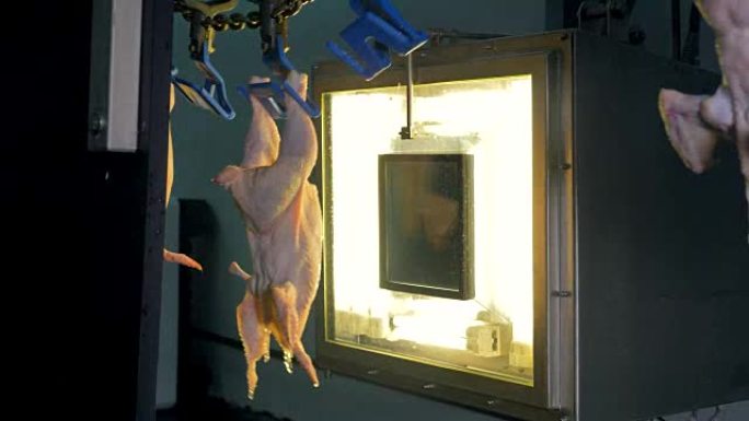 鸡体质量控制。母鸡在一扇明亮的工厂窗户旁走开了。4 k。
