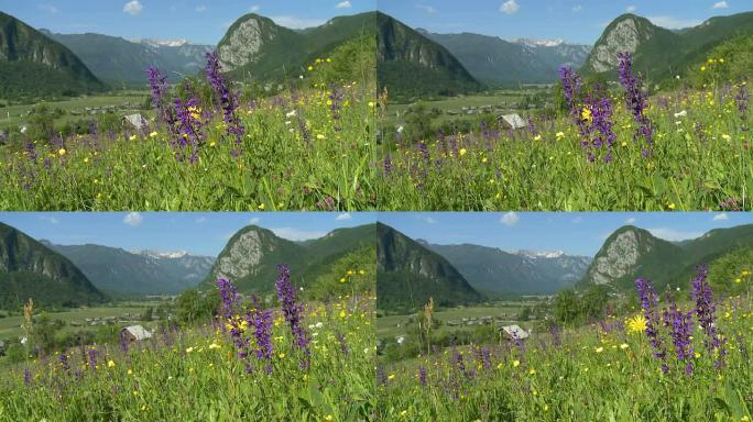 HD DOLLY：宁静的自然