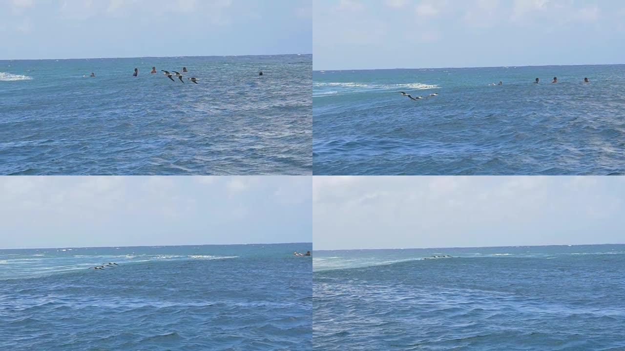 低空飞行的海鸥鸟类通过冲浪运动中的冲浪者